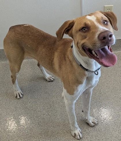 animal shelter in mesquite|Adoption .